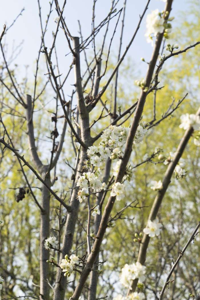 Prunus domestica \'Hauszwetsche\' - Perfect Garden