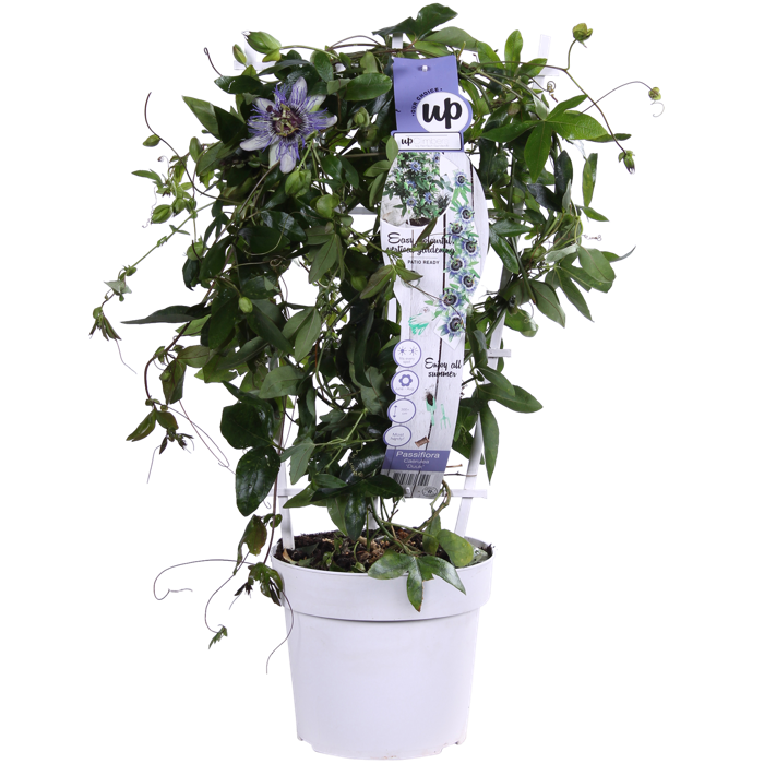 Passiflora caerulea Pot de 5 litres ? 80/100 cm Couleur floraison Blue Size  Pot de 5 litres – 80/100 cm