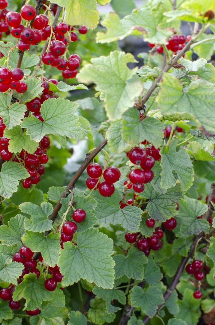 Ribes rubrum \'Jonkheer van Tets\' - Perfect Garden