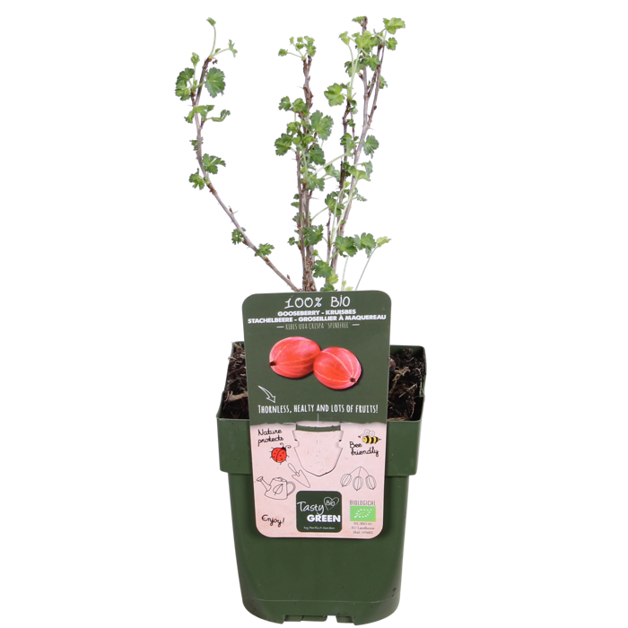 Pianta D'uva - 3 Pezzi - Vitis Vinifera - Altezza 25-40cm