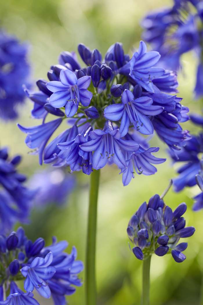 Agapanthus 'Blue Thunder' - Perfect Garden