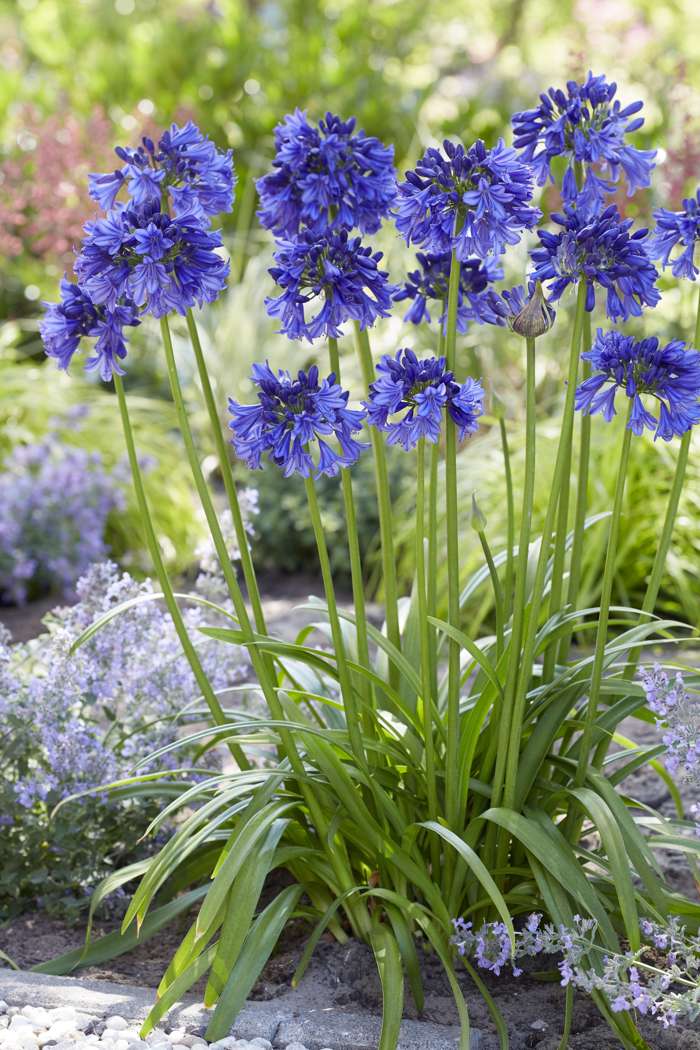 Agapanthus