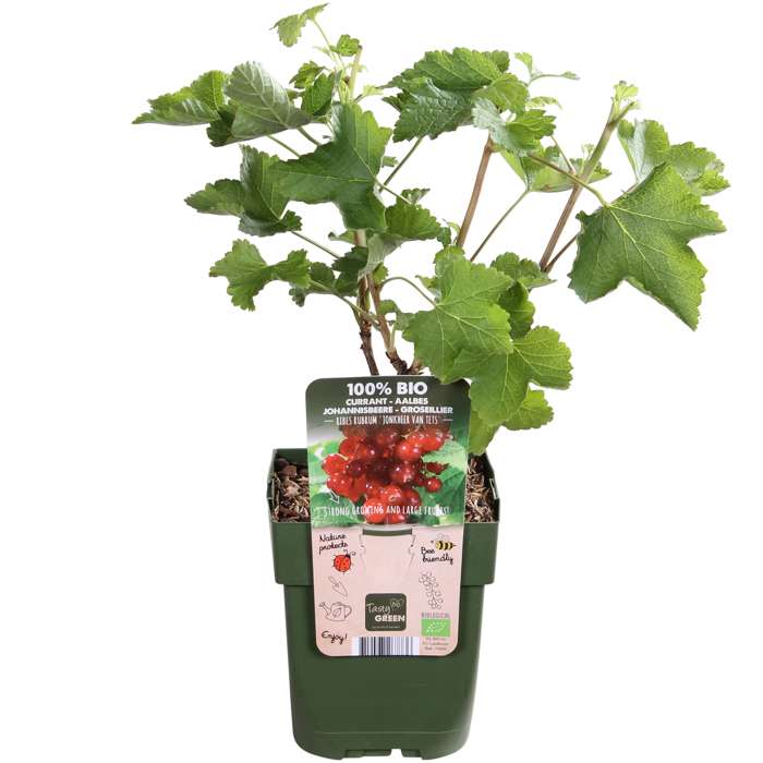 Ribes rubrum \'Jonkheer van Tets\' - Perfect Garden | Obstbäume & Gemüsepflanzen