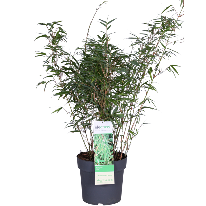 Fargesia rufa - Perfect Garden