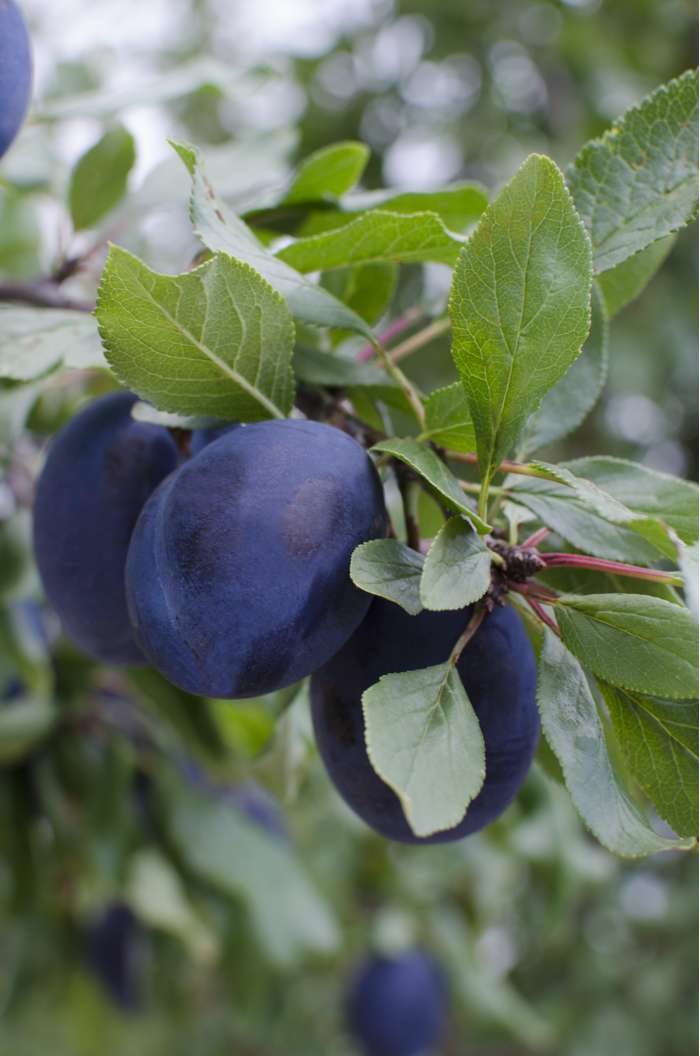 Prunus domestica 'Hauszwetsche' - Perfect Garden