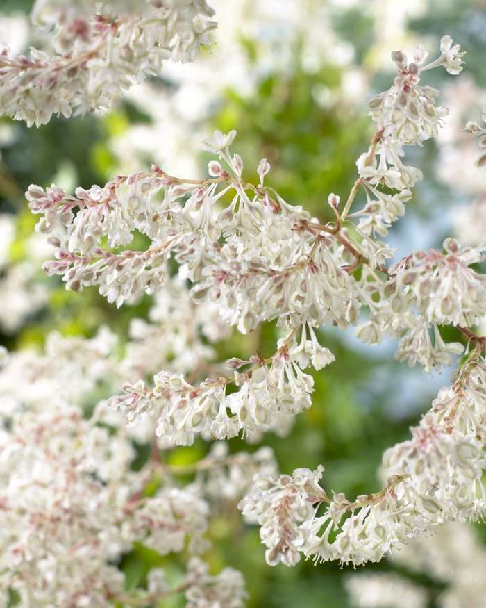 Fallopia baldschuanica - Perfect Garden