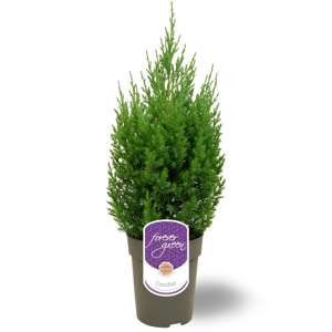 FOREVER Veer 500th Limited Editie - Natuurlijk Esdoornhout Schrijfgerei Met Standaard