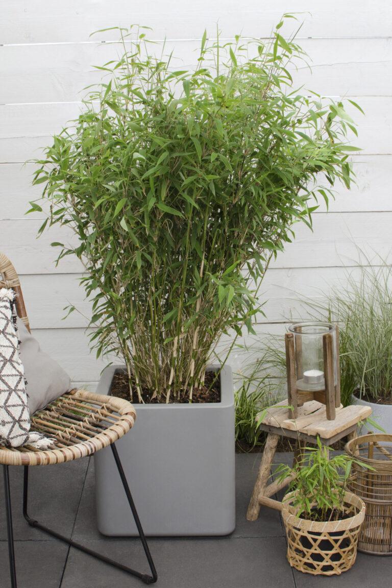 Gelukkig is dat Veroorloven hoofdpijn Niet-woekerende bamboe – Fargesia - Perfect Garden